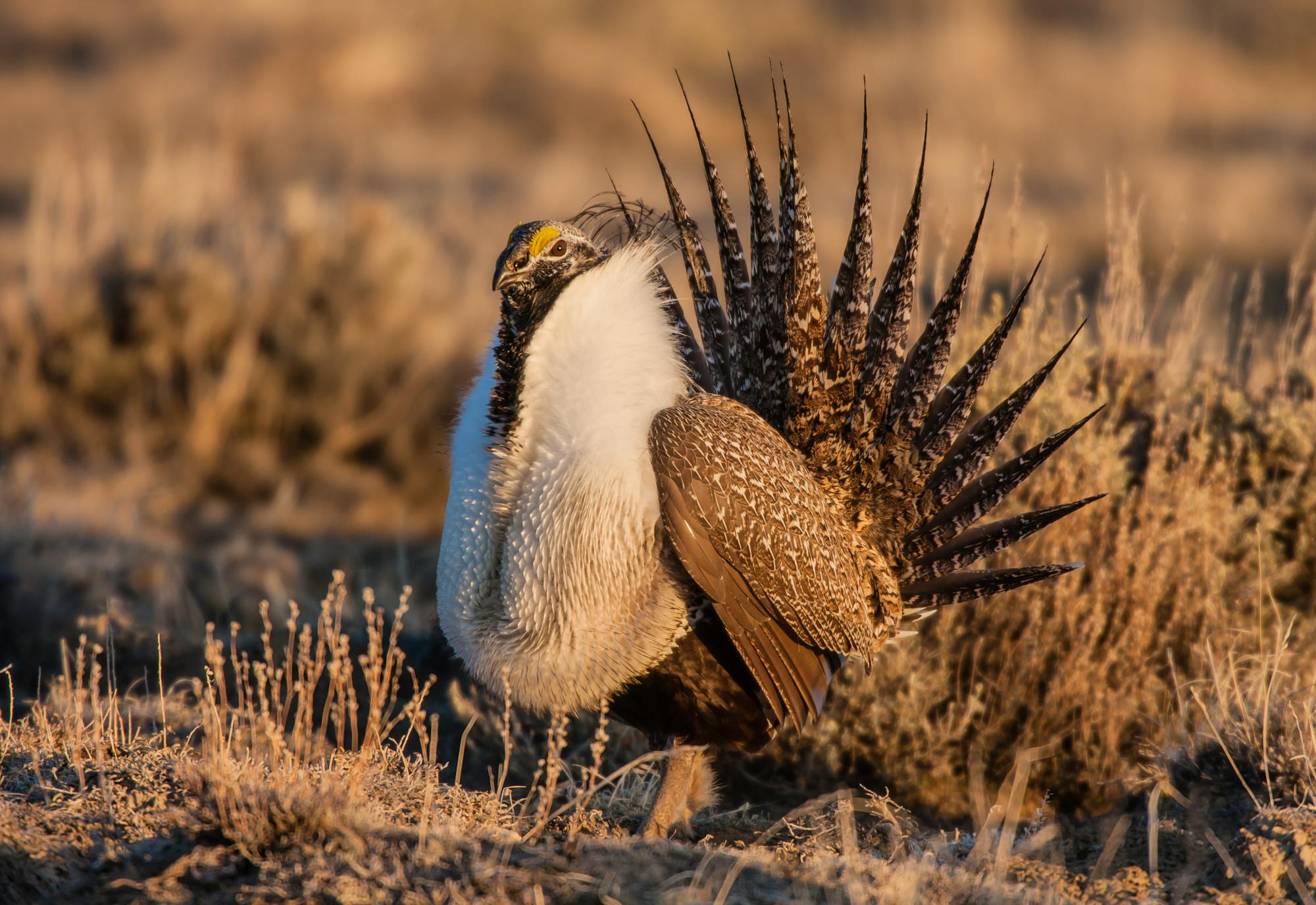 Greater Sage Grouse - Wyoming
